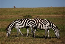 Masai Mara National Park